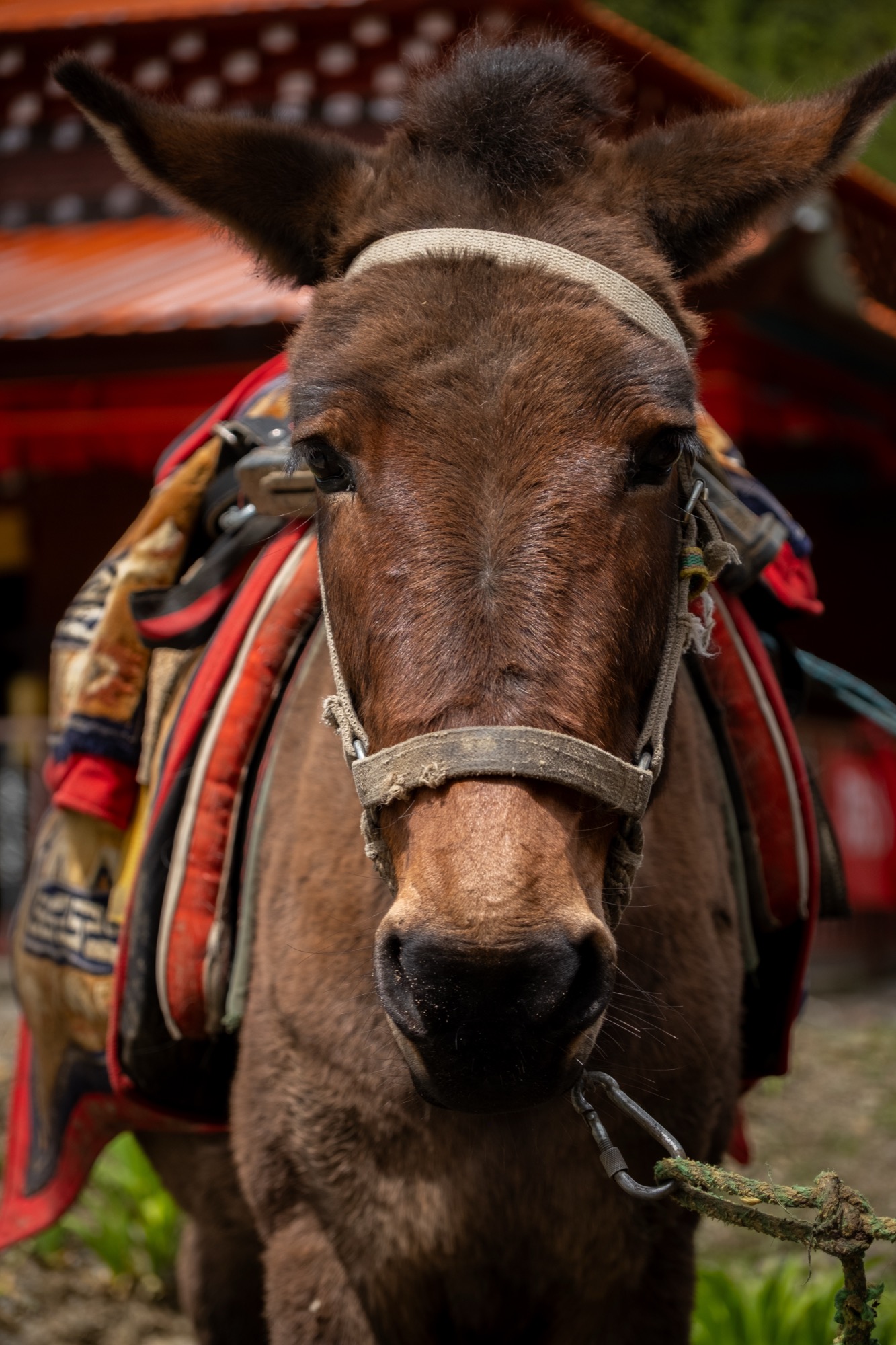 China — Tibetan Plateau