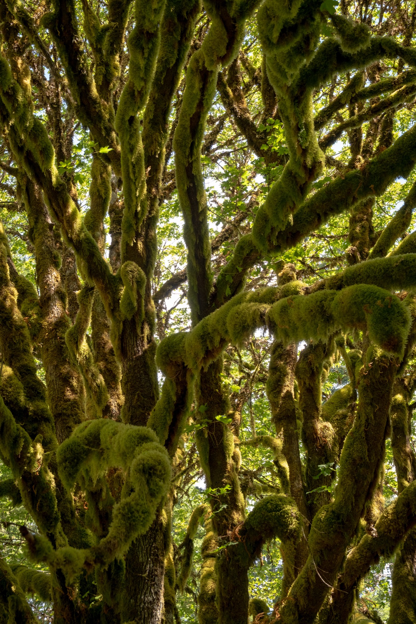 Pacific Northwest